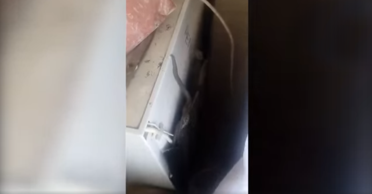 Змія заповзла до оселі та добряче налякала мешканців До будинку чоловіка заповзла змія