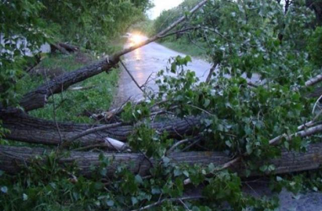 Величезне дерево впало і перекрило дорогу Величезне дерево впало між селами Кушниця і Бронька і перекрило дорогу