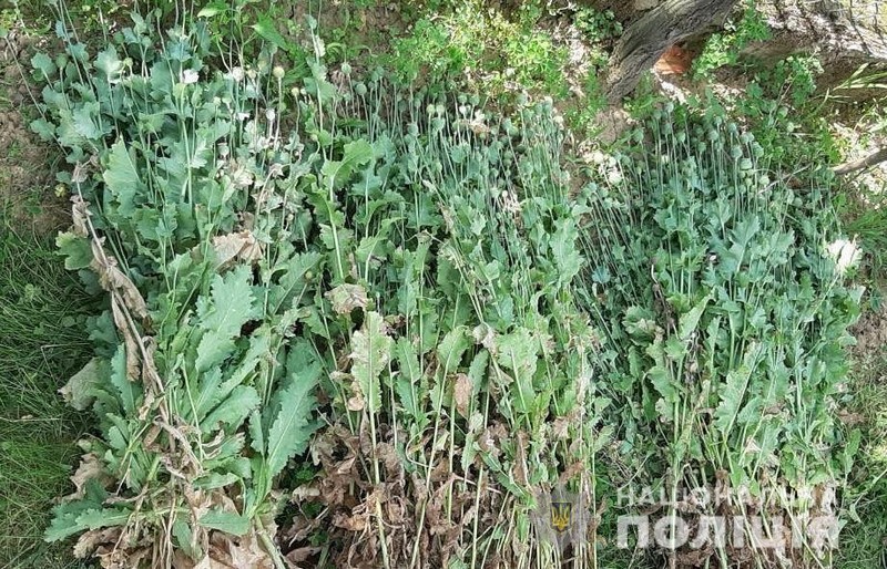 За добу правоохоронці вилучили майже 700 рослин снодійного маку За добу правоохоронці вилучили майже 700 рослин снодійного маку