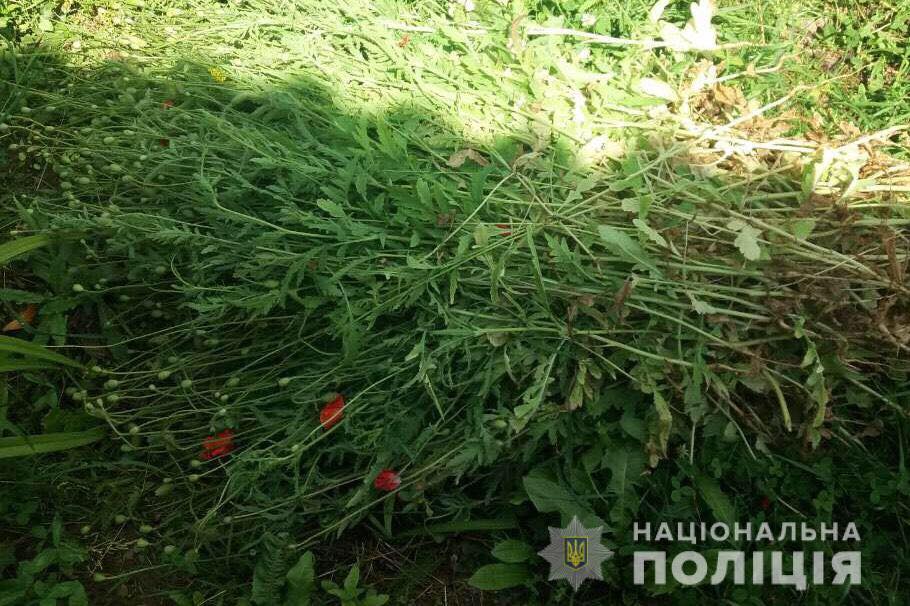 У селі на Мукачівщині в місцевої мешканки виявили посіви снодійного маку У селі Герцівці на Мукачівщині виявили посіви снодійного маку