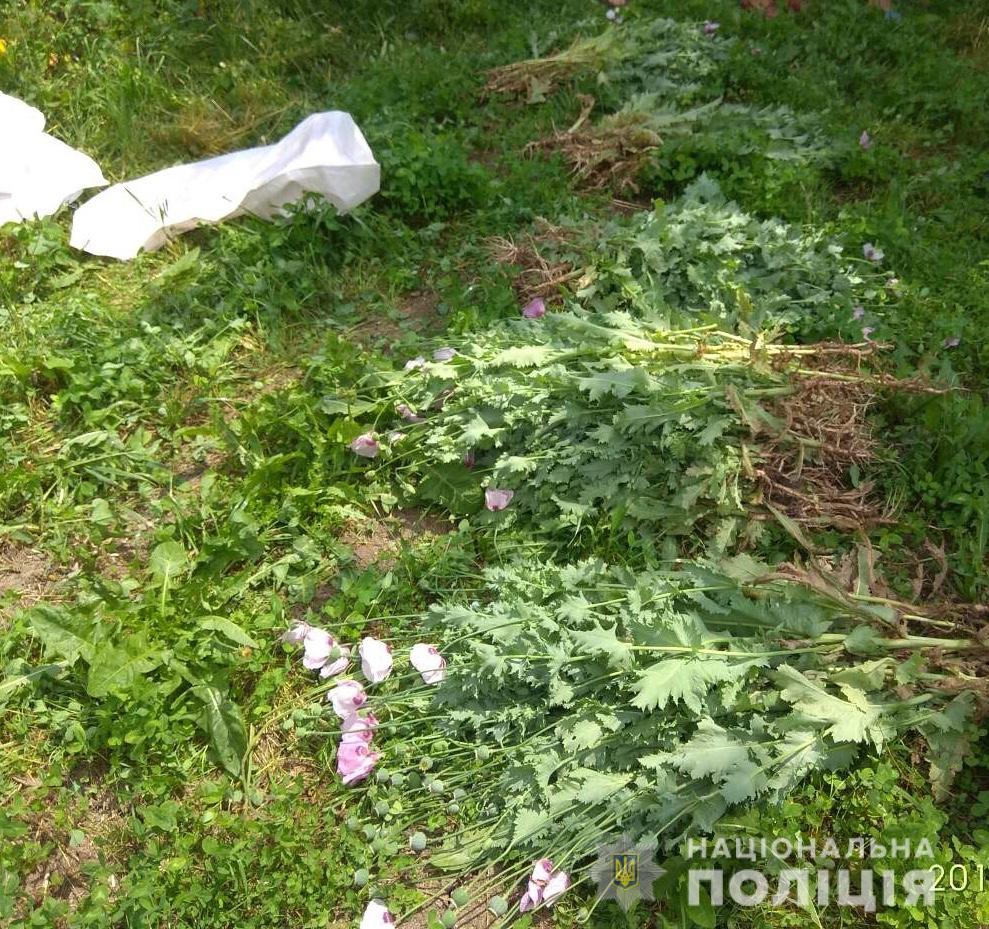 Мешканки Закарпаття активно вирощують нарковмісні рослини Поліцейські виявили незаконні посіви маку в трьох районах Закарпаття