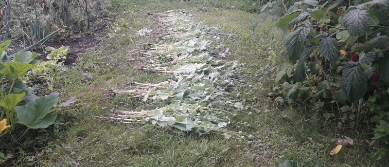 У двох районах поліція виявила посіви нарковмісних рослин У Хустському і Перечинському районах поліція виявила посіви нарковмісних рослин