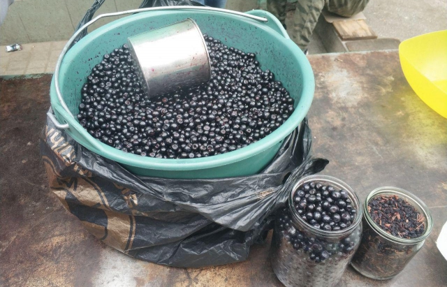 На ринку Мукачева ціна за кілограм чорниці зросла вдвічі На ринку Мукачева ціна за кілограм чорниці зросла вдвічі