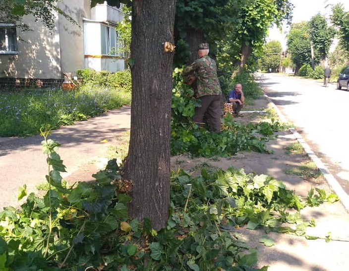 У Мукачеві проводять пінцирування дерев У Мукачеві проводять пінцирування дерев