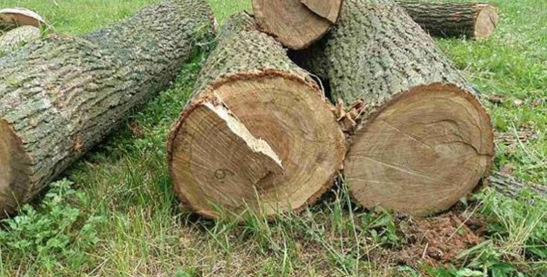 Двоє закарпатців постануть перед судом за незаконну вирубку дерев Двоє закарпатців постануть перед судом за незаконну вирубку дерев