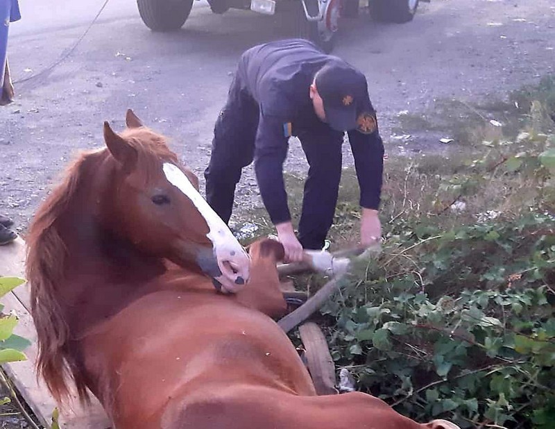 В Ужгороді врятували коня, який потрапив у пастку