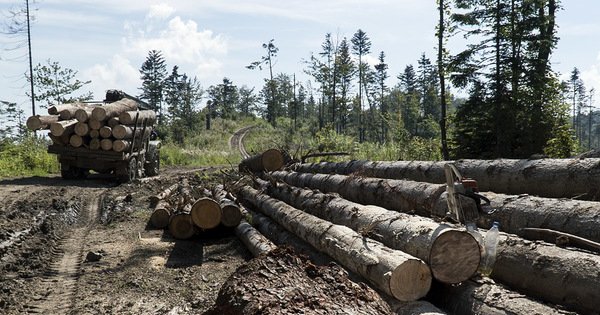 Прокуратура розповіла про масштабні порушення на території кількох лісництв Прокуратура розповіла про масштабні порушення на території кількох лісництв