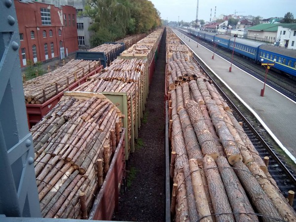 Україна може скасувати мораторій на експорт лісу-кругляка Україна може скасувати мораторій на експорт лісу-кругляка