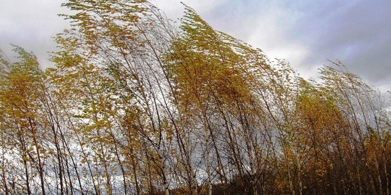Синоптики попереджають про пориви вітру Синоптики попереджають про пориви вітру
