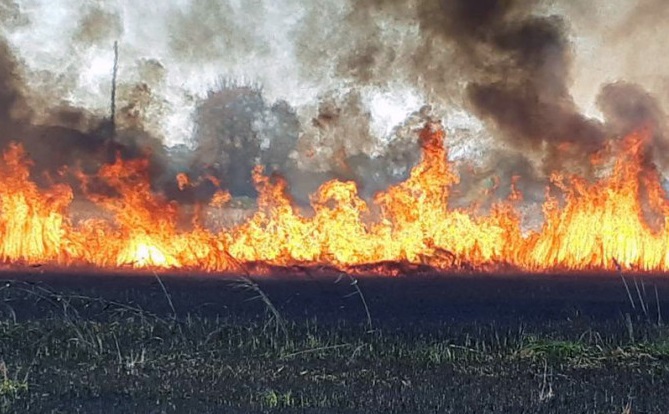 На Берегівщині згоріло кукурудзяне поле На Берегівщині згоріло кукурудзяне поле