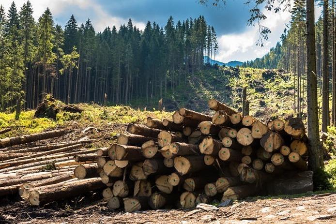 Перевірити законність вирубки лісу на Закарпатті тепер можна онлайн Перевірити законність вирубки лісу на Закарпатті тепер можна онлайн