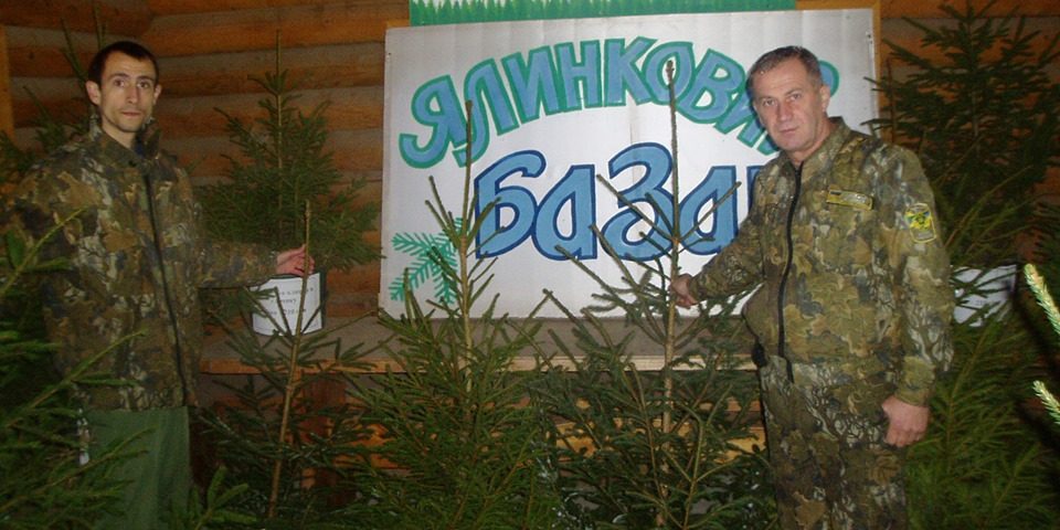 На Міжгірщині лісівники почали продавати новорічні ялинки На Міжгірщині лісівники почали продавати новорічні ялинки