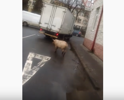 Вулицями Мукачева бігала свиня. Оприлюднено відео Вулицями Мукачева бігала свиня. Оприлюднено кумедне відео