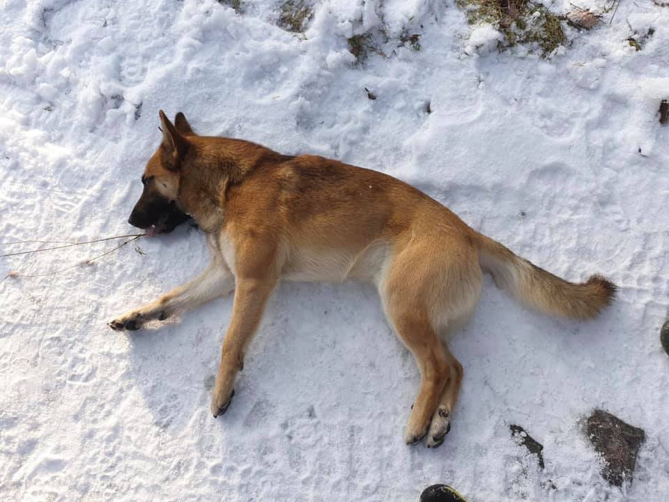 На Ужгородщині біля господаря застрелили собаку, – соцмережі На Ужгородщині біля господаря застрелили собаку, – соцмережі