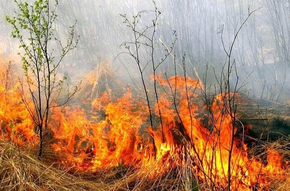 За добу в області сталося 5 пожеж в екосистемах За добу в області сталося 5 пожеж в екосистемах