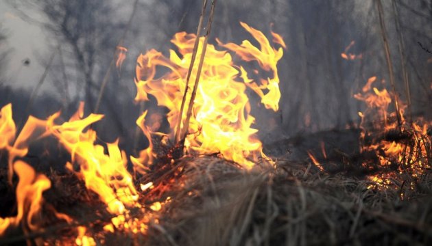 Вогонь знищив саджанці полуниці на Іршавщині Вогонь знищив саджанці полуниці на Іршавщині