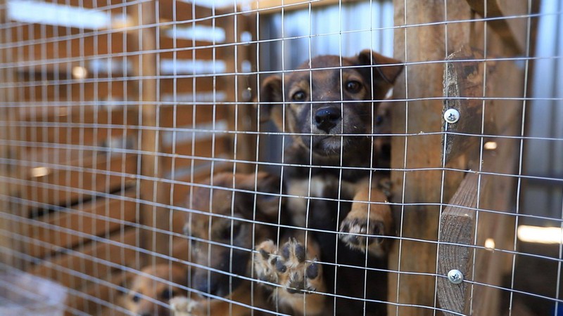 Пухнаста історія: як ужгородські волонтери допомагають безпритульним тваринам