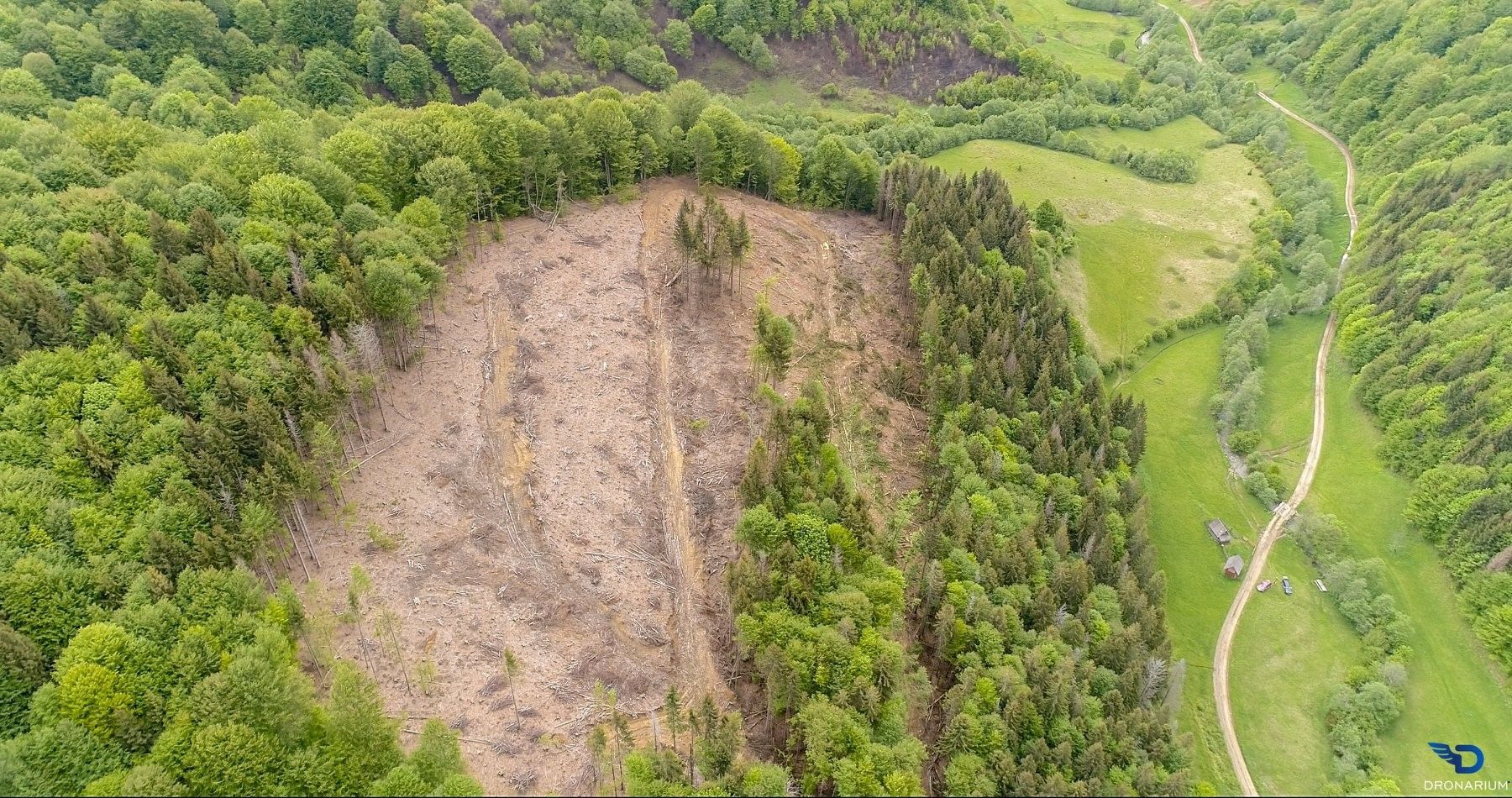 У мережу виклали фото вирубок лісів Карпат У мережу виклали фото вирубок лісів Карпат