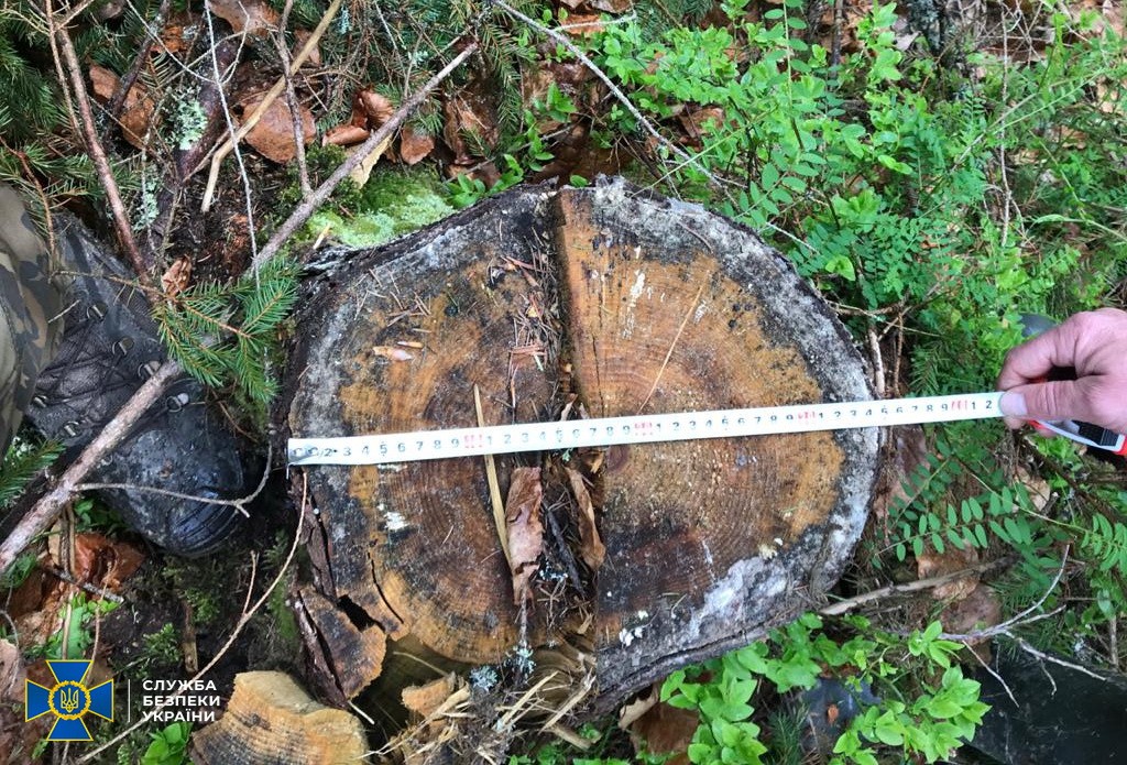 На Закарпатті виявили незаконні вирубки деревини на близько 10 мільйонів