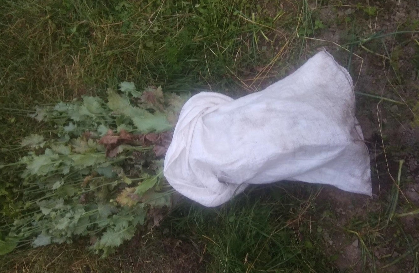Поліцейські виявили незаконні посіви маку в двох районах області Поліцейські виявили незаконні посіви маку в двох районах області