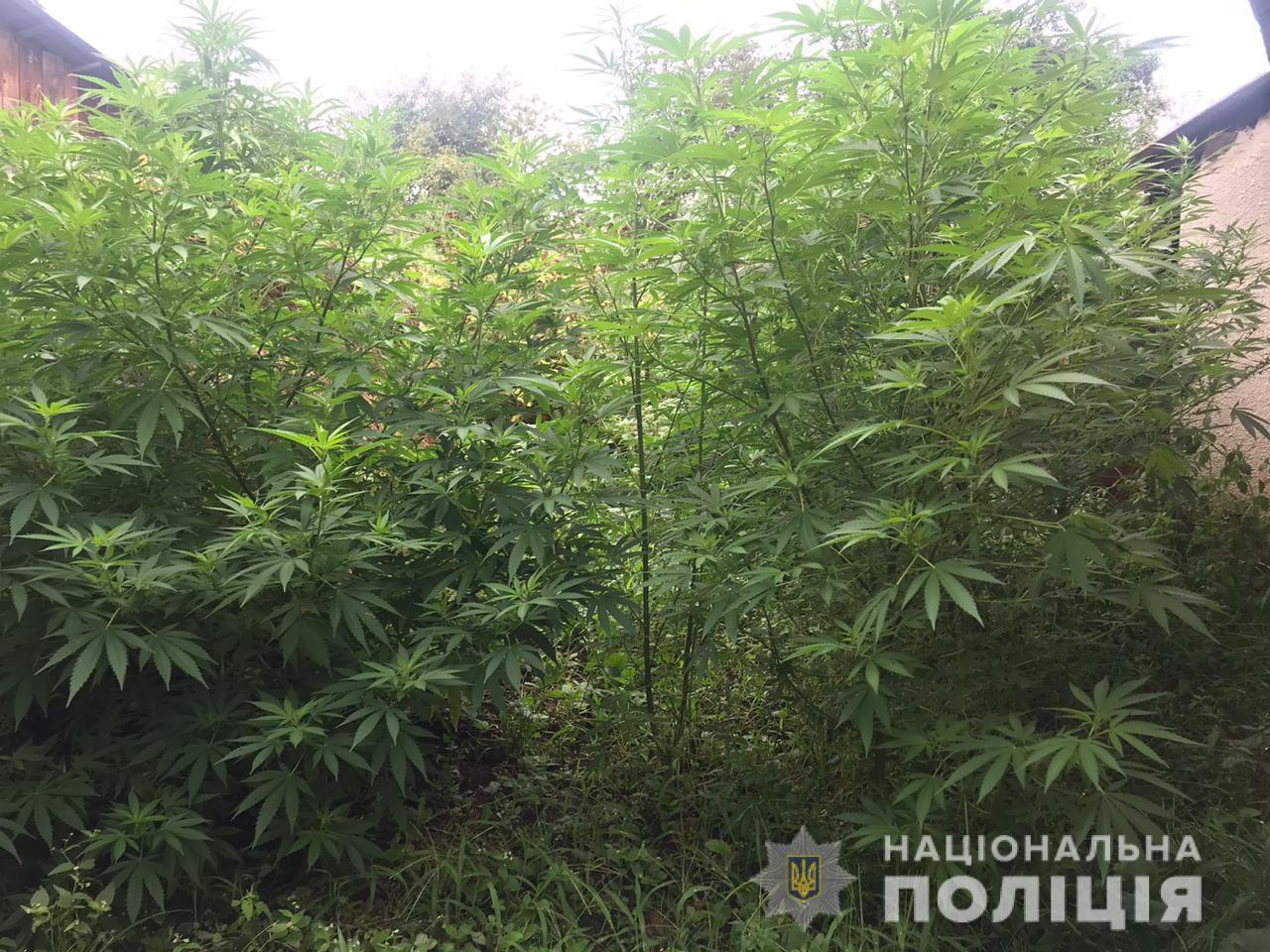Поліцейські виявили в одному із сіл посів конопель Поліцейські виявили в одному із сіл посів конопель