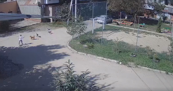 У мережі показали відео, як зграя собак накинулася на дитину У мережі показали відео, як зграя собак накинулася на дитину