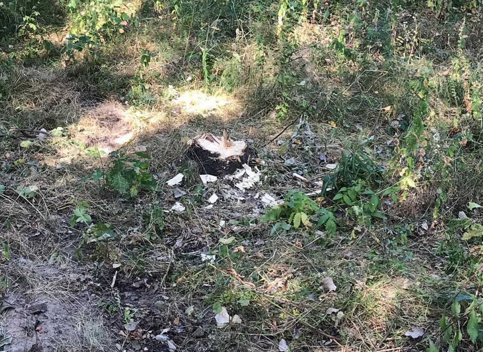 На Тячівщині зафіксували незаконну рубку лісу На Тячівщині зафіксували незаконну рубку лісу