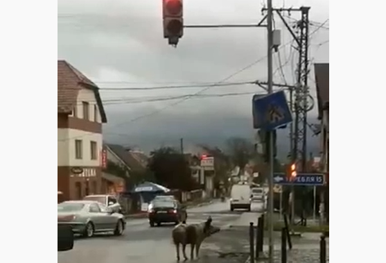 Курйозне відео зняли вранці на одній із доріг Закарпаття Курйозне відео зняли вранці на одній із доріг Закарпаття у селищі Буштино