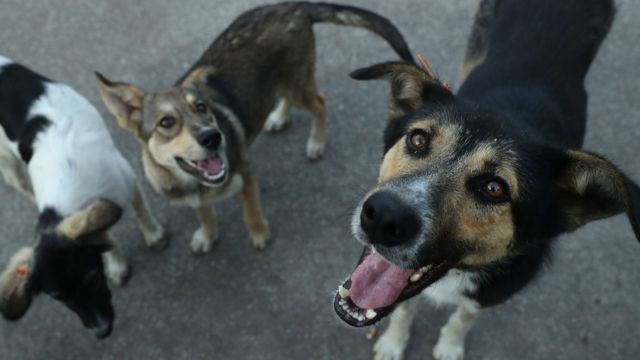 ФОТО: ілюстративне На жінку у Сваляві напала зграя безпритульних собак