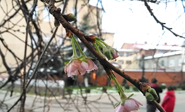 У Мукачеві зацвіла "шалена сакура" У Мукачеві зацвіла "шалена сакура"