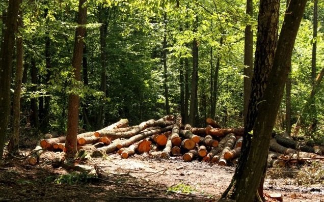 Двоє закарпатців сплатять у бюджет понад 200 тисяч за зрубані ними дерева Двоє закарпатців сплатять у бюджет понад 200 тисяч за зрубані ними дерева