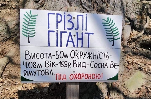 На Закарпатті зняли на відео "велетня" під назвою "Грізлі гігант" На Закарпатті зняли на відео "велетня" під назвою "Грізлі гігант"