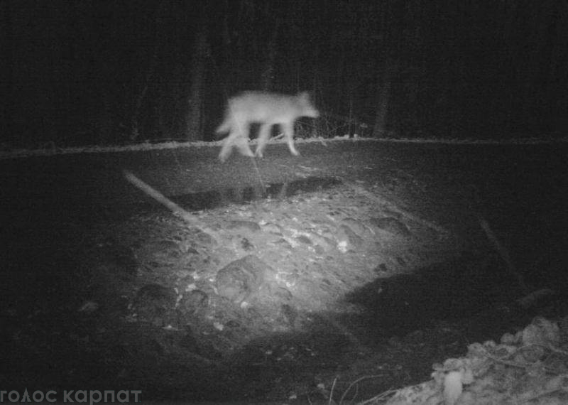 Біля одного із сіл на Закарпатті сфотографували вовчу зграю Біля одного із сіл на Закарпатті сфотографували вовчу зграю