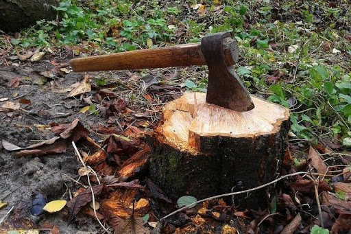 За незаконну рубку дерев судитимуть 22-річного хлопця За незаконну рубку дерев судитимуть 22-річного хлопця