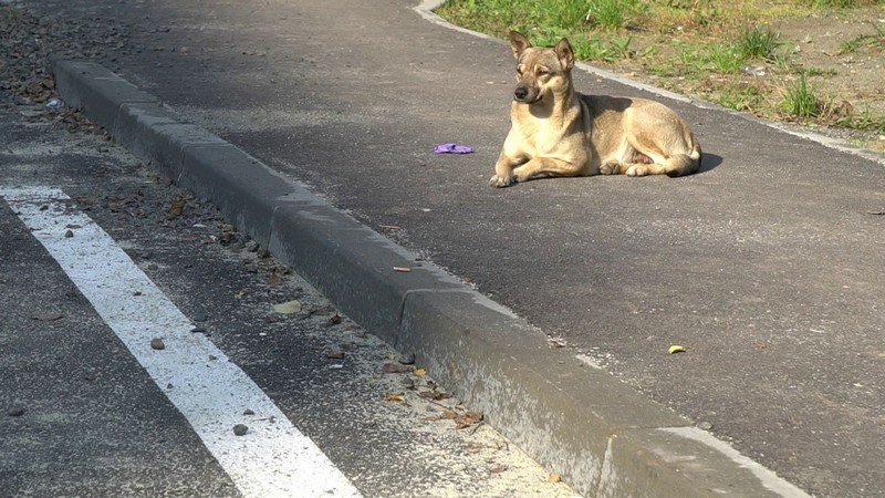 У Мукачівській ОТГ безпритульних собак і котів лікуватимуть та стерилізуватимуть У Мукачівській ОТГ безпритульних собак і котів лікуватимуть та стерилізуватимуть