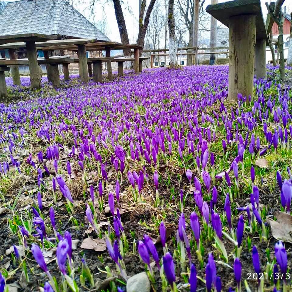 У мережі показали неймовірні фото квітучого поля у Колочаві У мережі показали неймовірні фото квітучого поля у Колочаві