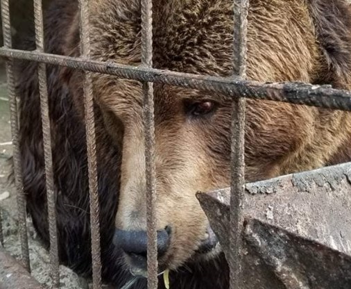 18-річного ведмедя привезли до Центру реабілітації на Закарпаття 18-річного ведмедя привезли до Центру реабілітації на Закарпаття
