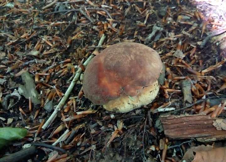 На Закарпатті з’явились перші у році білі гриби: відомо, в якому селі їх знайшли