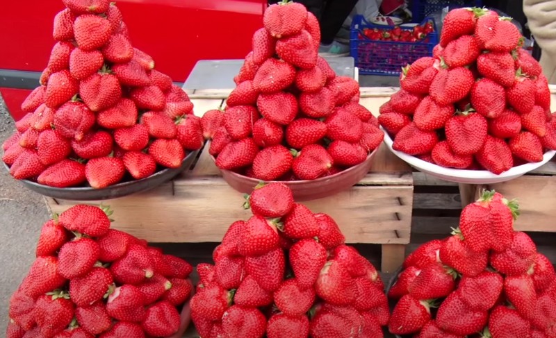 Жителі села на Закарпатті масово вирощують полуницю