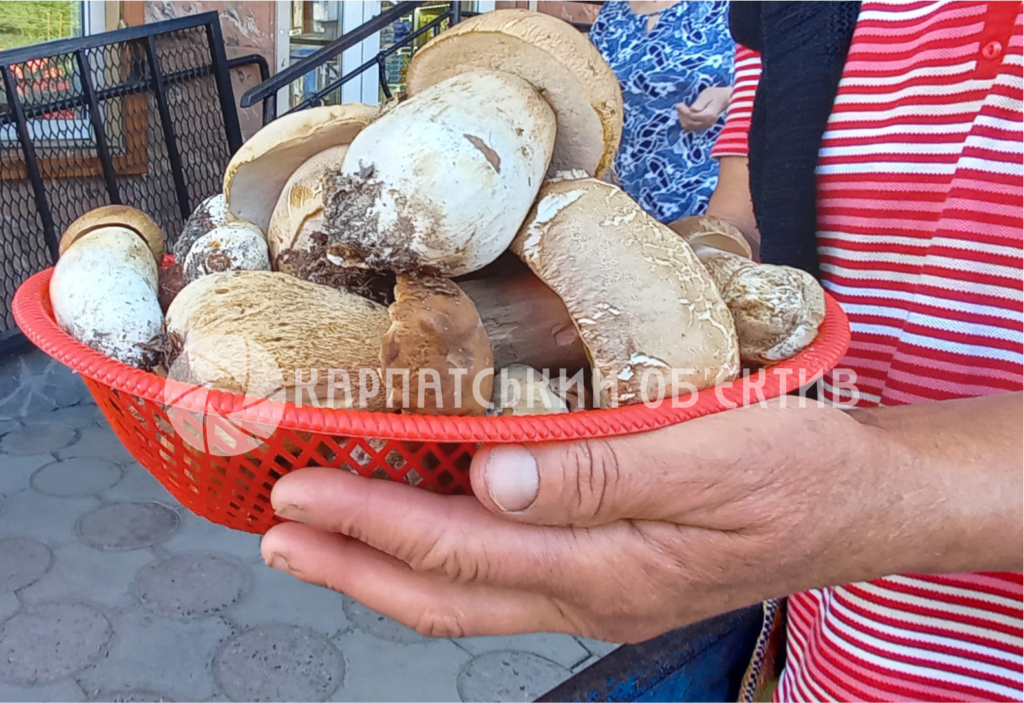 Скільки коштують білі гриби на Закарпатті Скільки коштують білі гриби на Закарпатті
