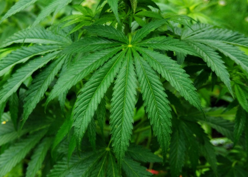 На Закарпатті виявили незаконні посіви наркотичних рослин