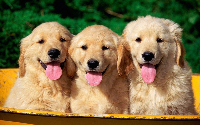 Міжнародний день собак: цікаві факти про чотирилапих