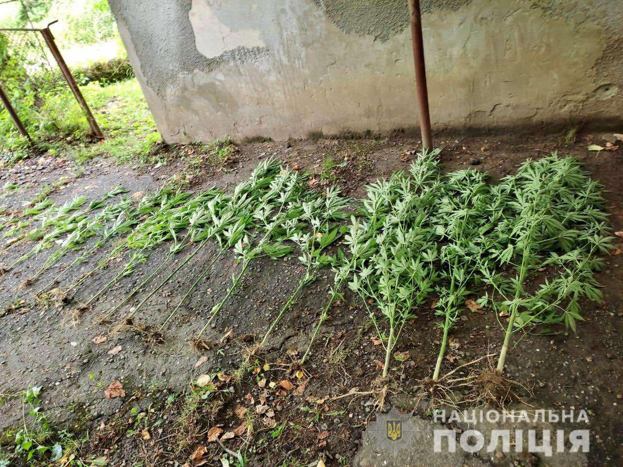 19-річний хлопець вирощував у селі на Мукачівщині коноплю 19-річний хлопець вирощував у селі на Мукачівщині коноплю