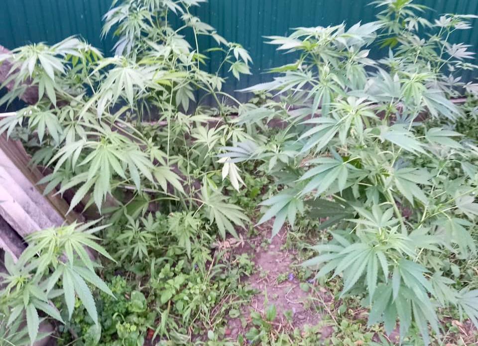 Під час обшуку в чоловіка виявили велику кількість наркотиків Під час обшуку в чоловіка виявили велику кількість наркотиків