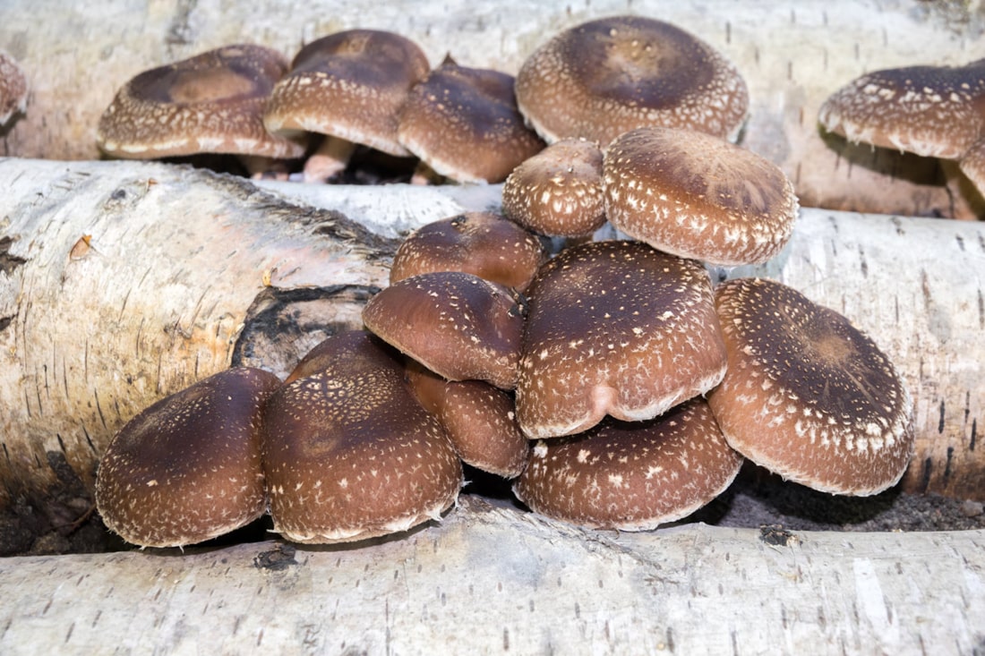 Десятки тонн екзотичних грибів вирощують на Закарпатті