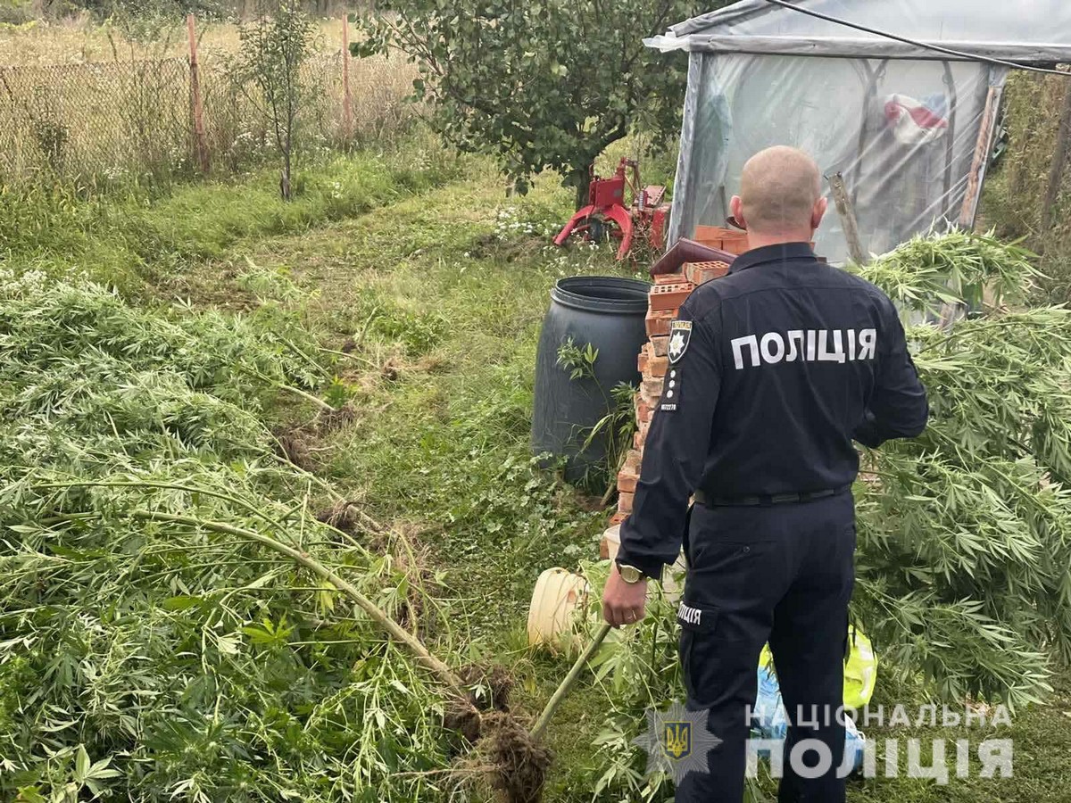 Закарпатець облаштував теплицю для вирощування нарковмісних рослин Закарпатець облаштував теплицю для вирощування нарковмісних рослин