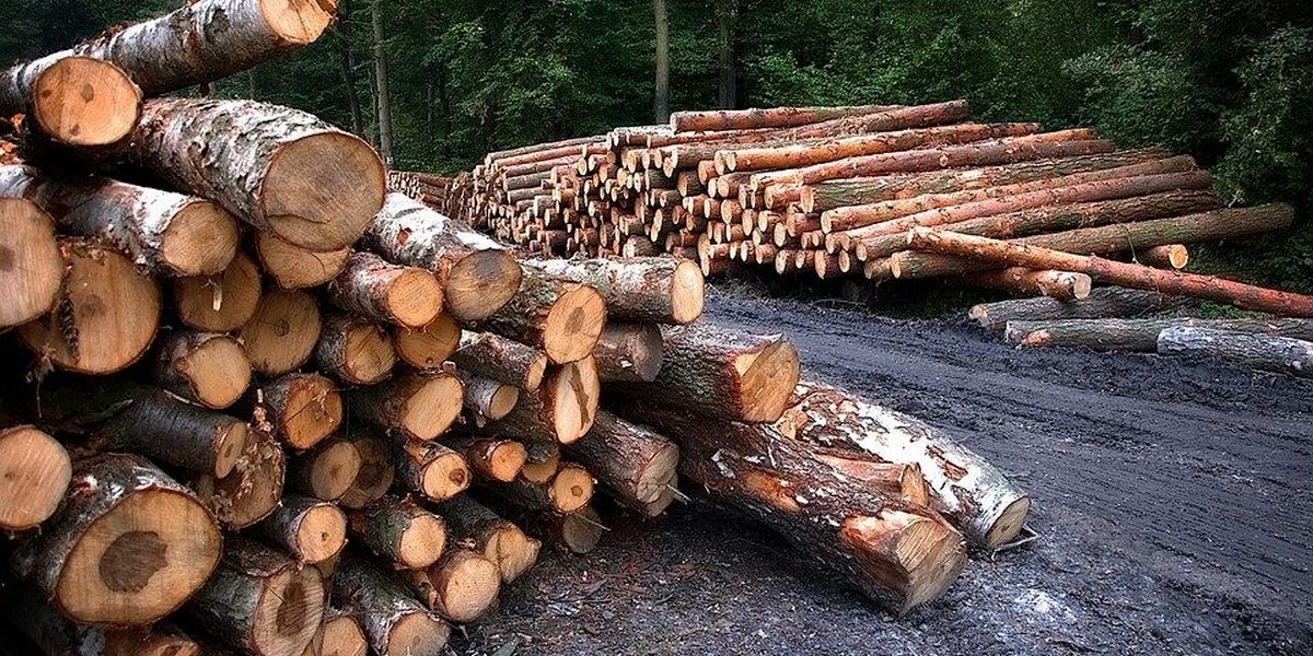 Закарпатця засуджено за незаконну порубку дерев у лісництві