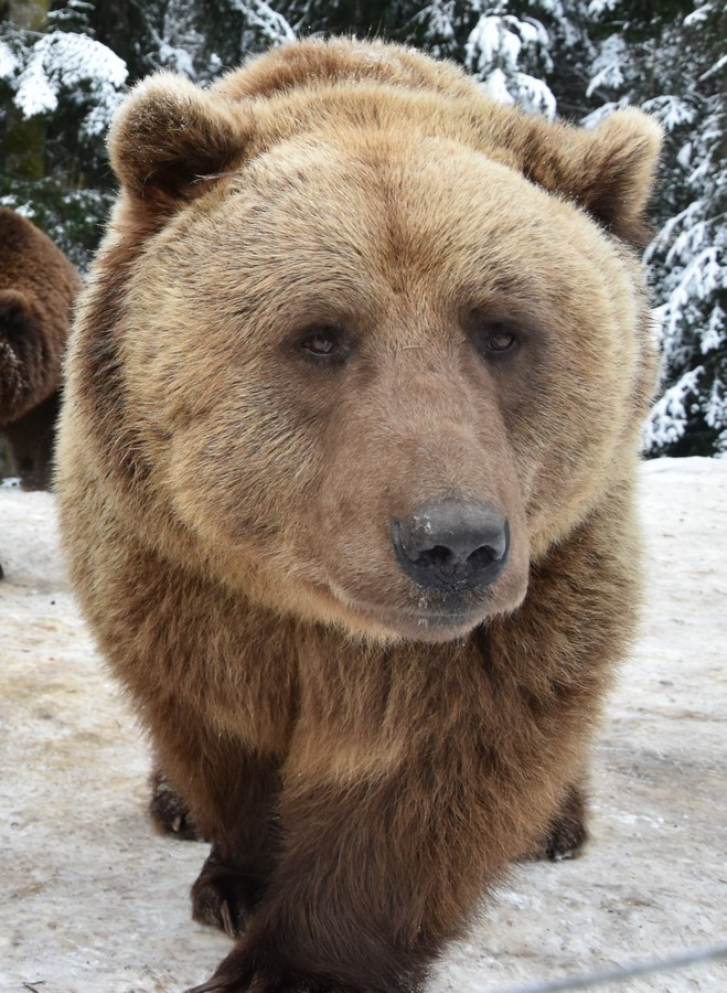 У нацпарку "Синевир" ведмеді залягли у зимову сплячку