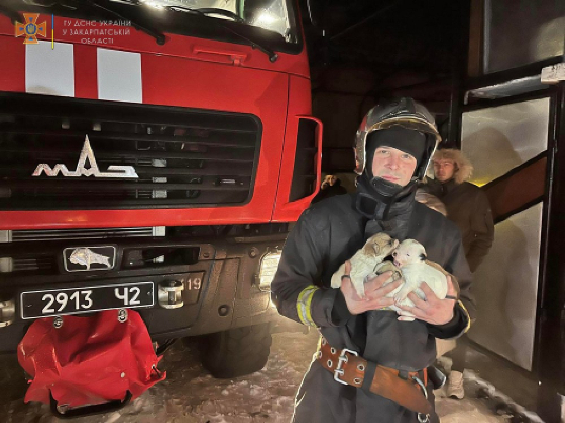 Почув скавчання і виявив під ліжком: рятувальник під час пожежі виніс з будинку цуценят