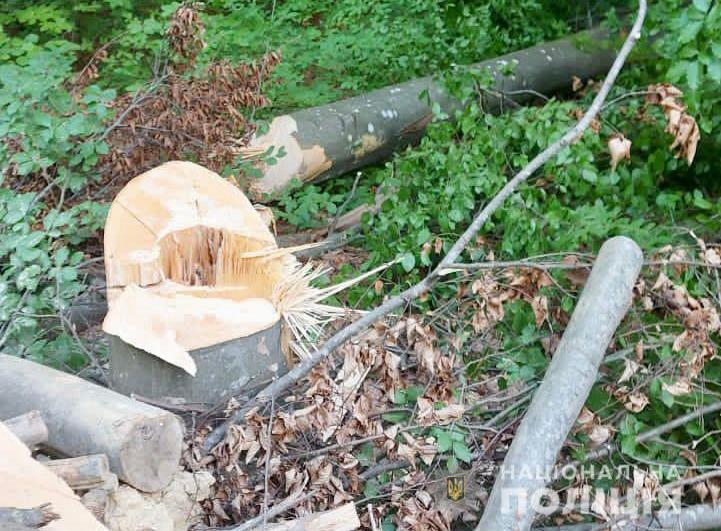 На Закарпатті виявили дві незаконні вирубки дерев
